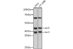 Western blot analysis of extracts of various cell lines, using JunD Rabbit mAb (ABIN7268050) at 1:1000 dilution.