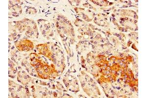 IHC image of ABIN7165254 diluted at 1:300 and staining in paraffin-embedded human pancreatic tissue performed on a Leica BondTM system. (DLK1 Antikörper  (AA 24-303))