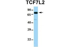Western Blotting (WB) image for anti-Transcription Factor 7-Like 2 (T-Cell Specific, HMG-Box) (TCF7L2) (Middle Region) antibody (ABIN2777927)