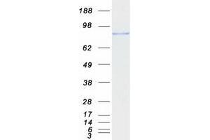 PDE4B Protein (Transcript Variant A) (Myc-DYKDDDDK Tag)