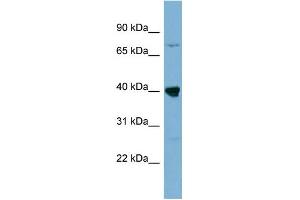 WB Suggested Anti-WDR55 Antibody Titration: 0. (WDR55 Antikörper  (Middle Region))