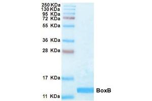 15% SDS-PAGE with Coomassie Blue Staining (HMGB1 Protein (BoxB Domain))