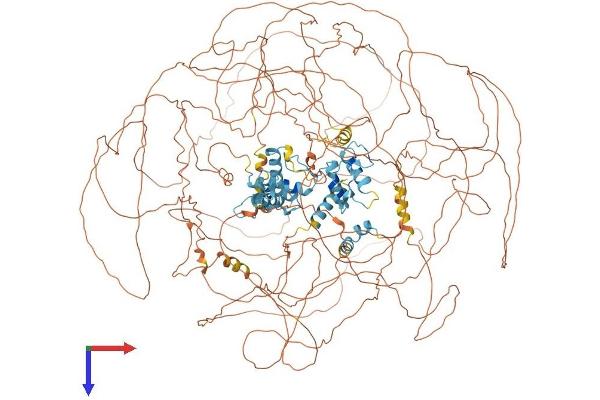 GLI3 Protein (AA 1-1583) (His tag)