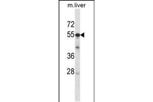 Western blot analysis in mouse liver tissue lysates (35ug/lane). (ADCK2 Antikörper  (AA 232-259))