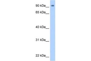 Western Blotting (WB) image for anti-Zinc Finger Protein 408 (ZNF408) antibody (ABIN2461937) (ZNF408 Antikörper)