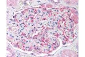 Human Kidney (formalin-fixed, paraffin-embedded) stained with GPX6 antibody ABIN214245 at 10 ug/ml followed by biotinylated anti-mouse IgG secondary antibody ABIN481714, alkaline phosphatase-streptavidin and chromogen. (Glutathione Peroxidase 7 Antikörper)