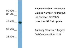WB Suggested Anti-GNAI3  Antibody Titration: 0. (GNAI3 Antikörper  (Middle Region))
