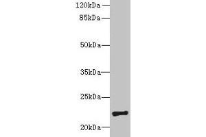 Western blot All lanes: PIGH antibody at 4 μg/mL + Mouse kidney tissue Secondary Goat polyclonal to rabbit IgG at 1/10000 dilution Predicted band size: 22 kDa Observed band size: 22 kDa (PIGH Antikörper  (AA 1-188))