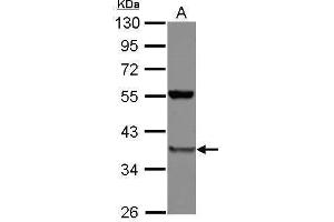 WB Image Sample (30 ug of whole cell lysate) A: A549 10% SDS PAGE antibody diluted at 1:1000 (PSMD8 Antikörper)