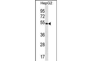 Western blot analysis in HepG2 cell line lysates (35ug/lane). (MGAT4C Antikörper  (C-Term))