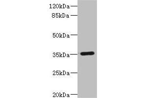 Western blot All lanes: FCGR2C antibody IgG at 1.
