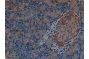 DAB staining on IHC-P; Samples: Rat Pancreas Tissue (SHBG Antikörper  (AA 222-358))