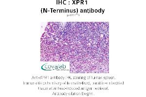 Image no. 1 for anti-Xenotropic and Polytropic Retrovirus Receptor 1 (xpr1) antibody (ABIN1740878) (xpr1 Antikörper)
