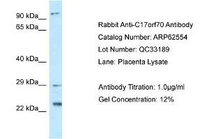 Western Blotting (WB) image for anti-Chromosome 17 Open Reading Frame 70 (C17ORF70) (N-Term) antibody (ABIN2789177) (C17orf70 Antikörper  (N-Term))