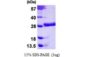 Image no. 1 for Casein beta (CSN2) (AA 16-226) protein (His tag) (ABIN668028) (CSN2 Protein (AA 16-226) (His tag))