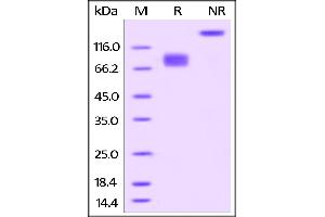 Biotinylated Human B7-2, Fc Tag on SDS-PAGE under reducing (R) and no-reducing (NR) conditions.