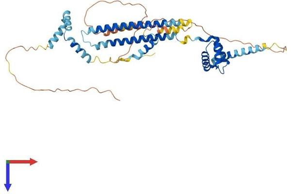 PBX3 Protein (AA 1-434) (His tag)