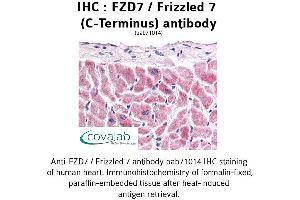 Image no. 1 for anti-Frizzled Family Receptor 7 (FZD7) (C-Term) antibody (ABIN1734506) (FZD7 Antikörper  (C-Term))