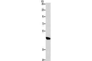 Western Blotting (WB) image for anti-Bombesin-Like Receptor 3 (BRS3) antibody (ABIN2432737) (BRS3 Antikörper)