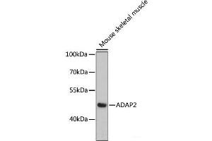 Western blot analysis of extracts of Mouse skeletal muscle using ADAP2 Polyclonal Antibody at dilution of 1:3000. (ADAP2 Antikörper)