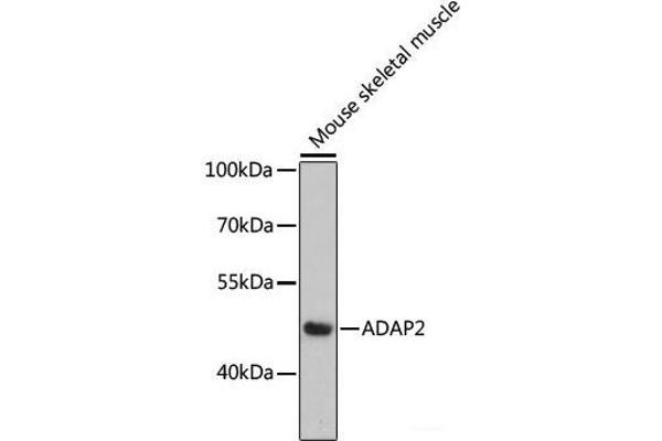 ADAP2 Antikörper