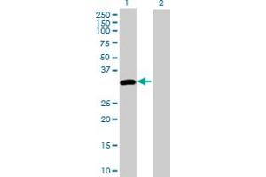 Western Blot analysis of DAPP1 expression in transfected 293T cell line by DAPP1 MaxPab polyclonal antibody. (DAPP1 Antikörper  (AA 1-280))