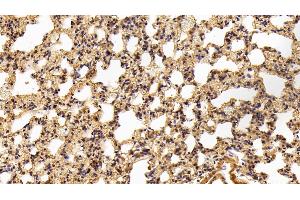Detection of C3a in Rat Lung Tissue using Polyclonal Antibody to Complement Component 3a (C3a) (C3a Antikörper  (AA 671-748))