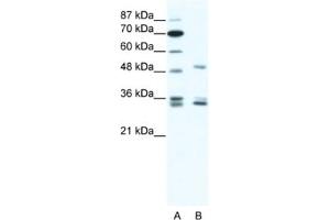 Western Blotting (WB) image for anti-Zinc Finger Protein 488 (ZNF488) antibody (ABIN2461317) (ZNF488 Antikörper)