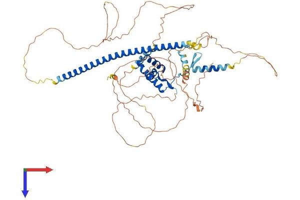 SOX13 Protein (AA 1-622) (His tag)