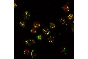 Immunoflorescence (10ug/ml) staining (red, AlexaFluor 555) of Drosophila S2 cells, co-stained with MG130 rabbit antibody (green, AlexaFluor 488). (Lava Lamp Antikörper  (Internal Region))