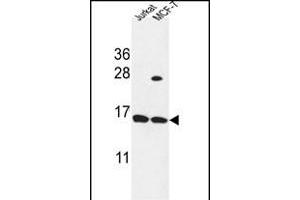 SPRR1A Antibody (C-term) (ABIN653515 and ABIN2842918) western blot analysis in Jurkat,MCF-7 cell line lysates (35 μg/lane). (SPRR1A Antikörper  (C-Term))