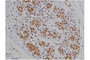 ABIN6267360 at 1/200 staining Human heart tissue sections by IHC-P. (MAPT Antikörper  (pSer396))