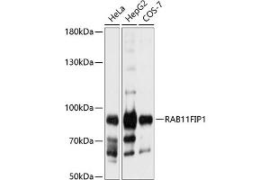 Western blot analysis of extracts of various cell lines, using RFIP1 antibody (ABIN6130589, ABIN6146543, ABIN6146544 and ABIN6224932) at 1:1000 dilution. (RAB11FIP1 Antikörper  (AA 330-540))