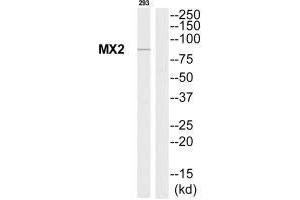 Western blot analysis of extracts from 293 cells, using MX2 antibody. (MX2 Antikörper)
