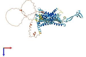 SLC34A2 Protein (AA 1-697) (His tag)