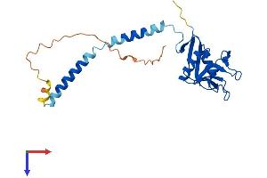 CD209d Antigen (CD209D) (AA 1-237) protein (His tag)