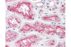 Anti-AGAP3 / CENTG3 antibody IHC of human kidney. (AGAP3 Antikörper  (AA 899-911))