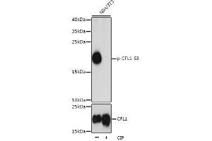 Western blot analysis of extracts of NIH/3T3 cells using Phospho-CFL1(S3) Polyclonal Antibody at dilution of 1:1000. (Cofilin Antikörper  (pSer3))
