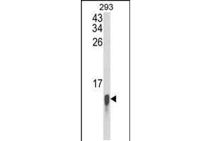 Western blot analysis of FAU Antibody in 293 cell line lysates (35ug/lane) (FAU Antikörper)