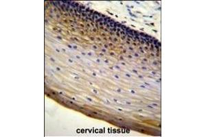 anti-Leukocyte Receptor Cluster (LRC) Member 9 (LENG9) (AA 127-155), (N-Term) antibody