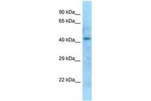 Image no. 1 for anti-Dom-3 Homolog Z (DOM3Z) (AA 85-134) antibody (ABIN6748344)