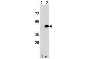 Western blot analysis of EIF3H (arrow) using rabbit polyclonal EIF3H Antibody (N-term) . (EIF3H Antikörper  (N-Term))