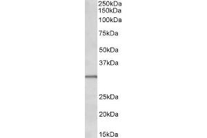 ABIN1590113 (0. (IGFBPI Antikörper  (C-Term))