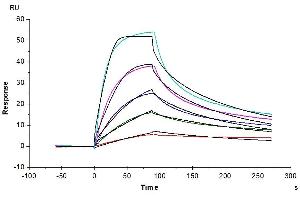 Surface Plasmon Resonance (SPR) image for Proprotein Convertase Subtilisin/kexin Type 9 (PCSK9) (AA 35-694) protein (His tag) (ABIN7275416)