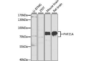 Western blot analysis of extracts of various cell lines, using PHF21A antibody (ABIN6128445, ABIN6145543, ABIN6145544 and ABIN6221941) at 1:1000 dilution. (PHF21A Antikörper  (AA 461-680))