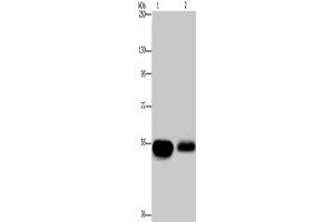 Western Blotting (WB) image for anti-Amyloid beta (A4) Precursor Protein-Binding, Family A, Member 1 (APBA1) antibody (ABIN2432487)