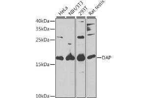 Western blot analysis of extracts of various cell lines, using DAP antibody (ABIN6130322, ABIN6139397, ABIN6139398 and ABIN6221757) at 1:1000 dilution. (DAP Antikörper  (AA 1-102))