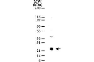 Western blot analysis of LY86 in cell lysates from Ramos using LY86 polyclonal antibody  at 2 ug/mL dilution. (LY86 Antikörper  (AA 112-125))