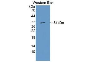 Detection of Recombinant BMPER Human using Polyclonal Antibody to BMP Binding Endothelial Regulator (BMPER) (BMPER Antikörper  (AA 40-289))