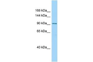 WB Suggested Anti-SPAG1 Antibody Titration: 1.